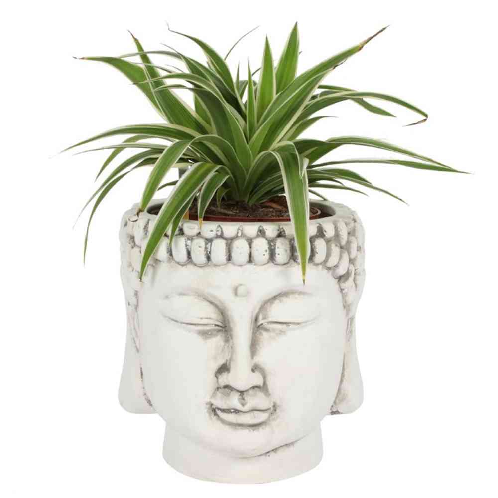 Something Different - Terracotta Buddha Plant pot - Cream